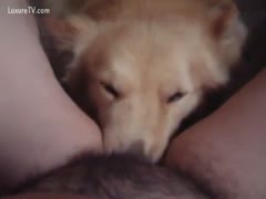 A dog enjoying a pie with shaggy fur